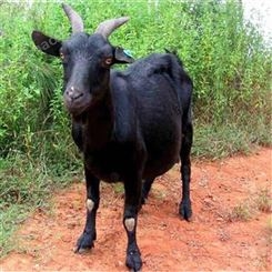 萨能黑山羊 努比亚山羊常年出售 萨能黑山羊种羊养殖基地