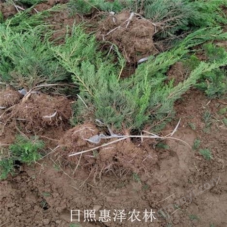 日照小龍柏基地 高質量大冠幅小龍柏苗價格低 基地直銷配車