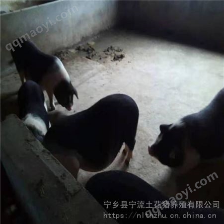 家养花母猪 土黑猪 宁流 三元猪家养 基地供应